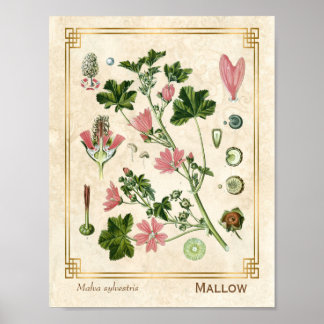 Vintage Botanical Herb Pink Mallow Flower Poster