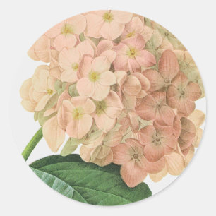 Vintage Botanical Hydrangea Flower Wedding Classic Round Sticker
