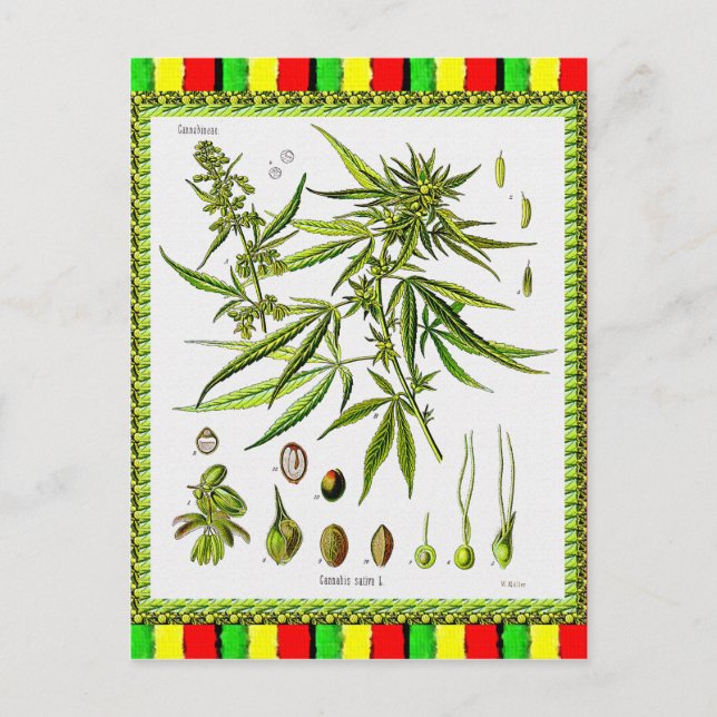 Vintage Botanical Illustration, 1897 - A weed Postcard (Front)