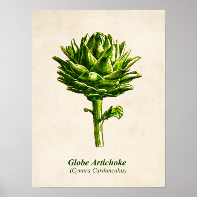 Vintage Botanical Illustration, Artichoke Poster (Front)