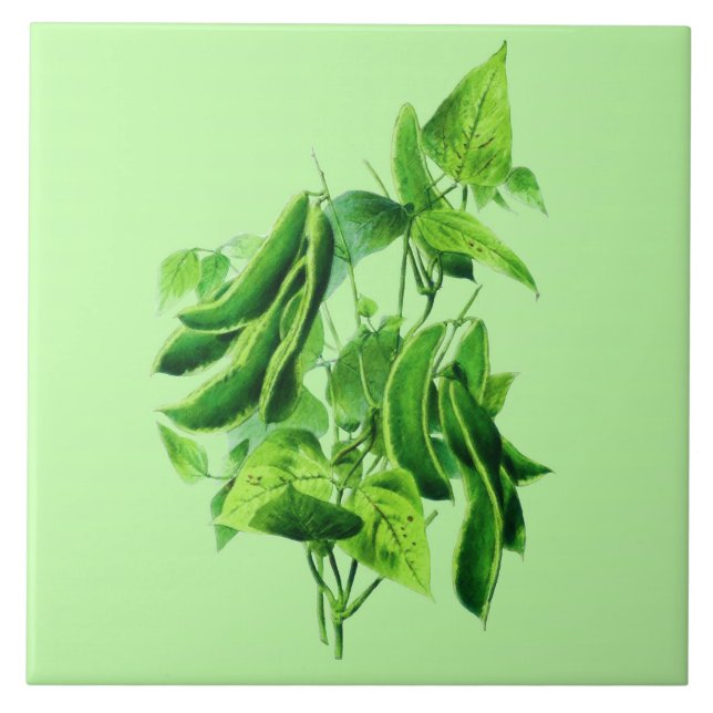 Vintage Botanical Illustration, Bean Vine Tile (Front)