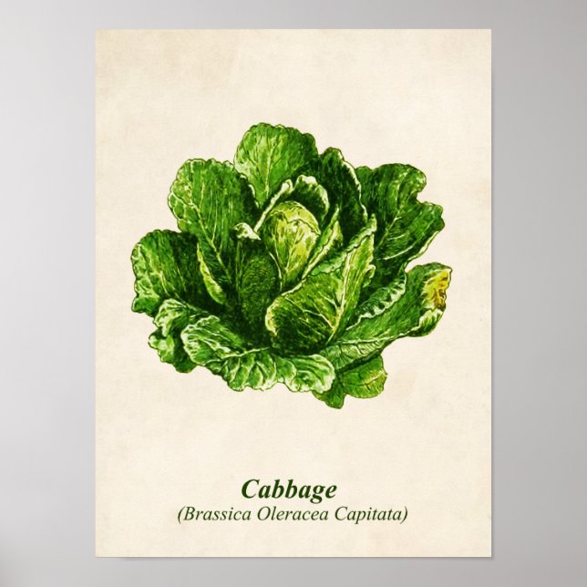 Vintage Botanical Illustration, Cabbage Poster (Front)