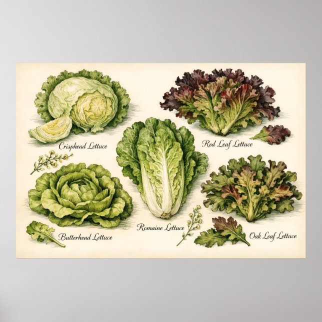 Vintage Botanical Illustration Lettuce Varieties Poster (Front)