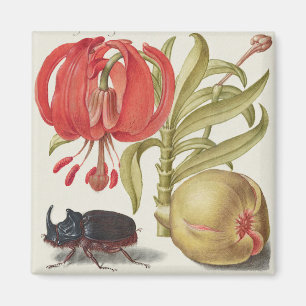 Vintage Botanical Illustration Magnet