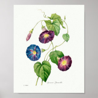 Vintage Botanical Illustration Morning Glory Poster