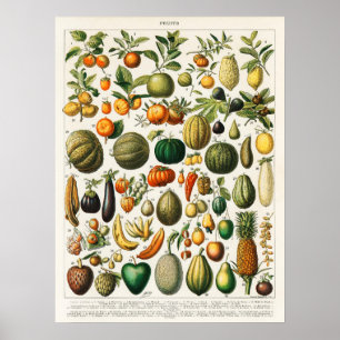 Vintage Botanical Illustration of Fruit Poster