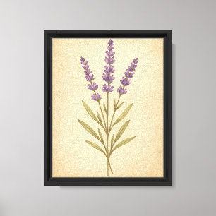 Vintage Botanical Illustration of Lavender Flowers Canvas Print