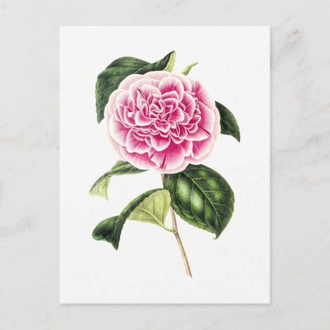 Vintage Botanical Illustration of Pink Camellia Postcard (Front)