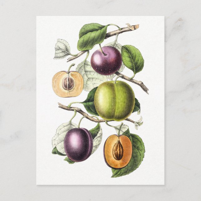 Vintage Botanical Illustration of Plums Postcard (Front)