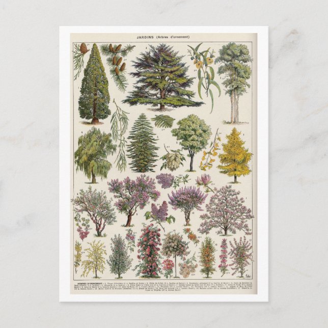 Vintage Botanical Illustration of Trees Postcard (Front)