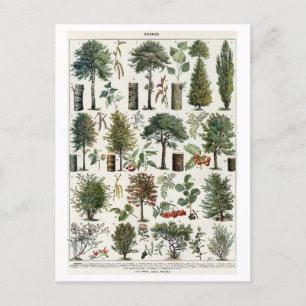 Vintage Botanical Illustration of Trees Postcard