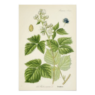 Vintage Botanical Illustration Photo Print
