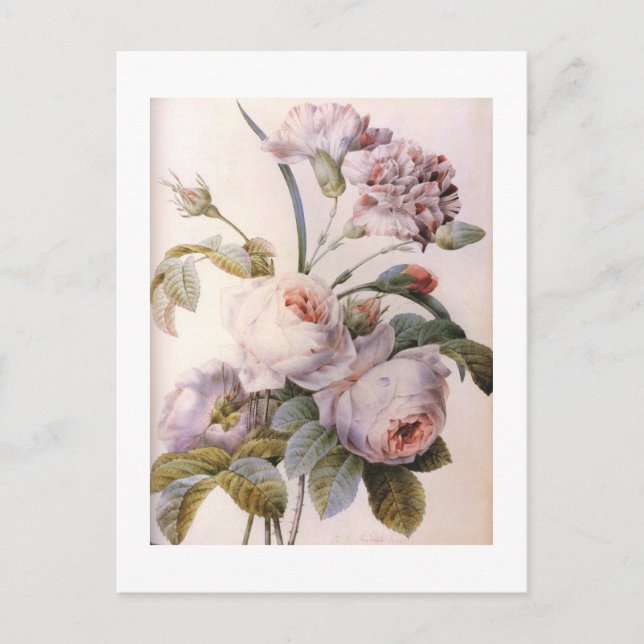 vintage botanical illustration, pink rose postcard (Front)