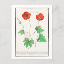 Vintage Botanical Illustration Poppy Flowers