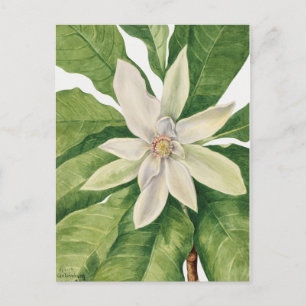 Vintage Botanical Illustration Postcard