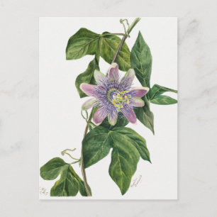 Vintage Botanical Illustration Postcard