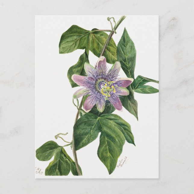 Vintage Botanical Illustration Postcard (Front)