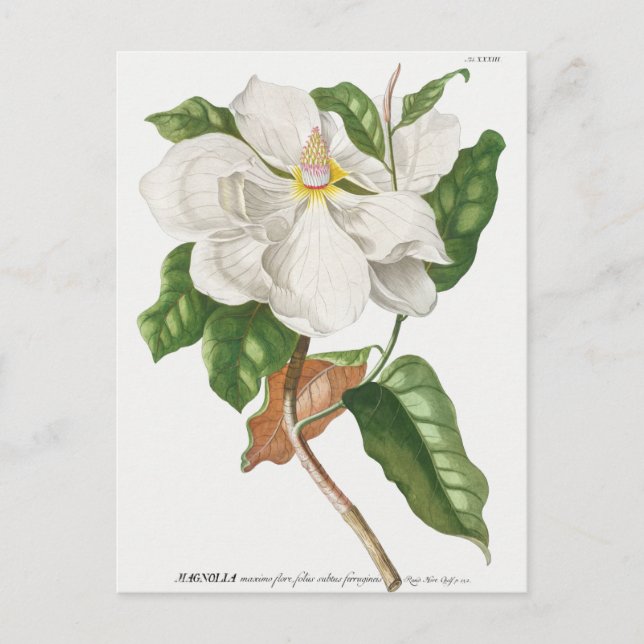 Vintage Botanical Illustration Postcard (Front)