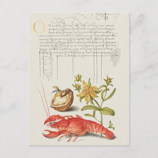 Vintage Botanical Illustration Postcard (Front)