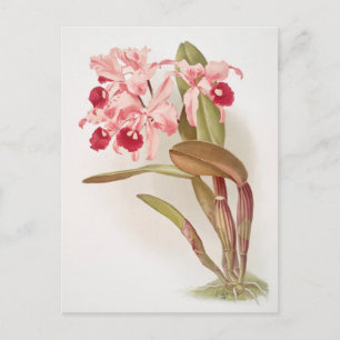 Vintage Botanical Illustration Postcard