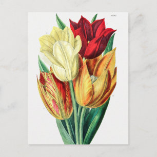 Vintage Botanical Illustration Postcard