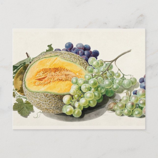 Vintage Botanical Illustration Postcard (Front)