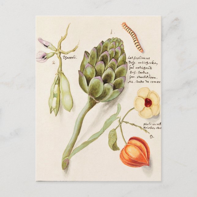 Vintage Botanical Illustration Postcard (Front)