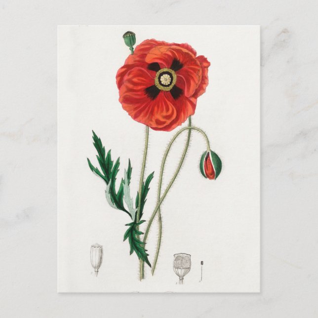 Vintage Botanical Illustration Postcard (Front)