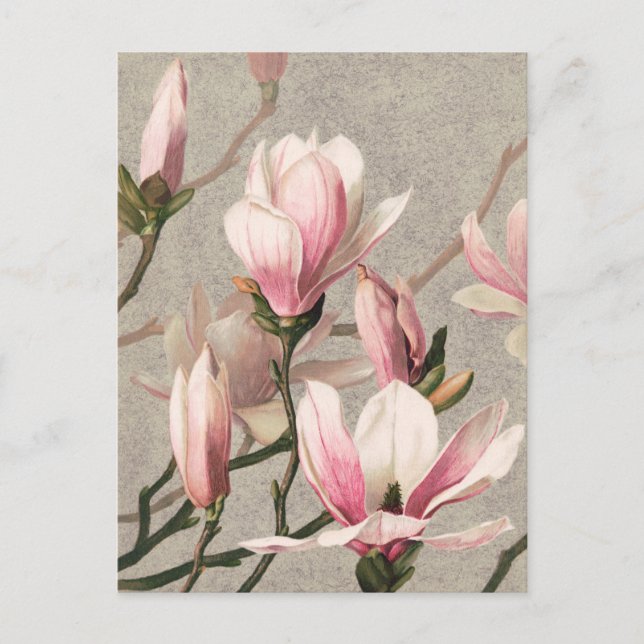 Vintage Botanical Illustration Postcard (Front)