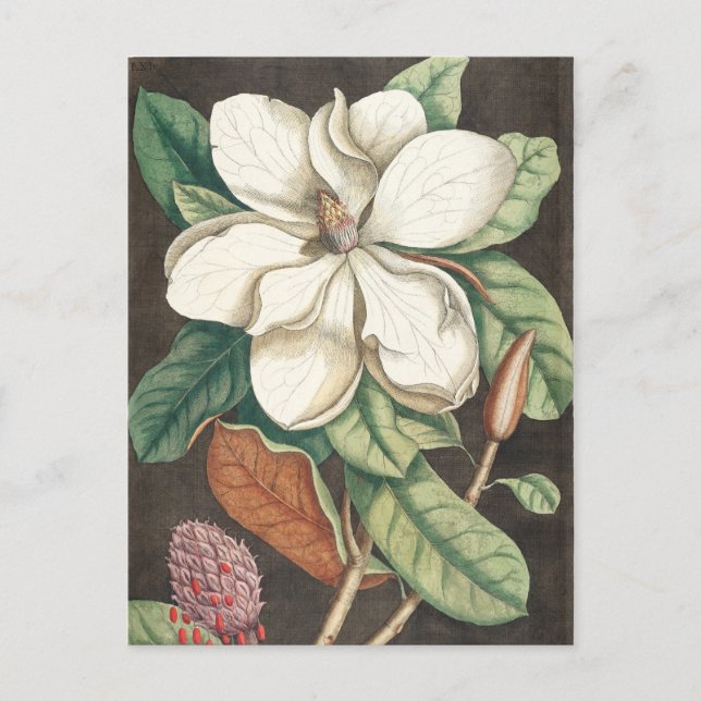 Vintage Botanical Illustration Postcard (Front)