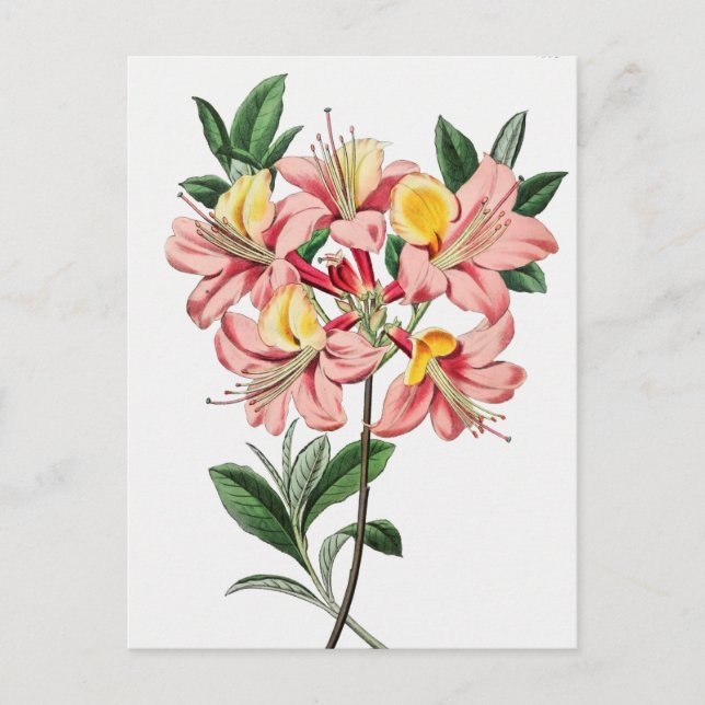 Vintage Botanical Illustration Postcard (Front)