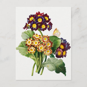 Vintage Botanical Illustration Postcard