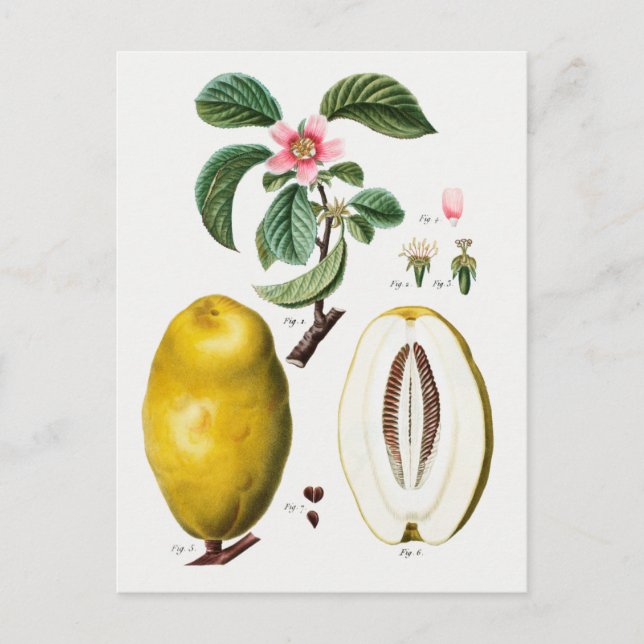Vintage Botanical Illustration Postcard (Front)
