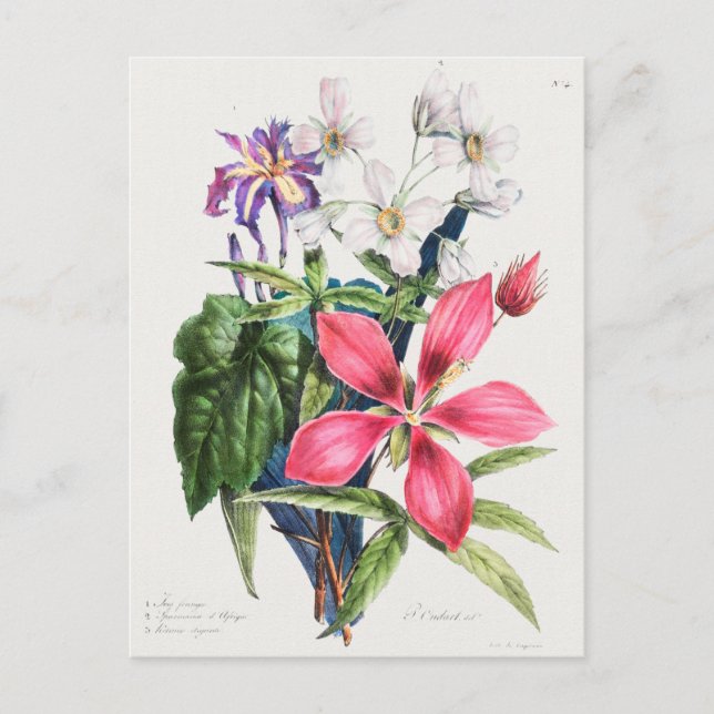 Vintage Botanical Illustration Postcard (Front)