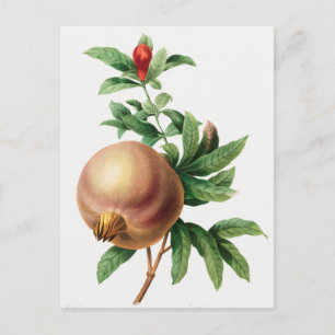 Vintage Botanical Illustration Postcard