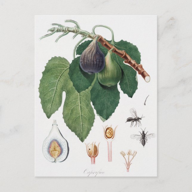 Vintage Botanical Illustration Postcard (Front)