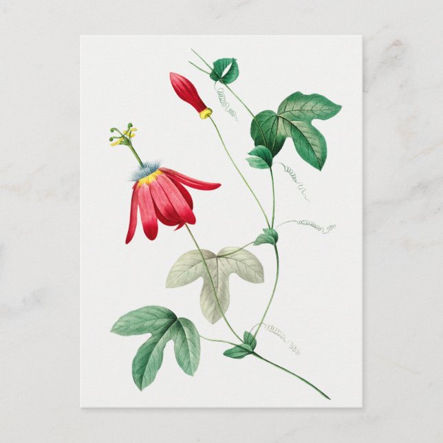 Vintage Botanical Illustration Postcard (Front)