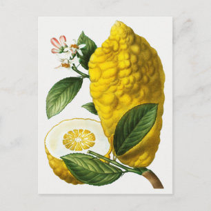 Vintage Botanical Illustration Postcard