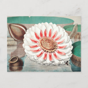 Vintage Botanical Illustration Postcard