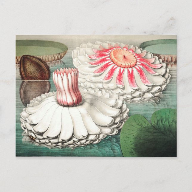 Vintage Botanical Illustration Postcard (Front)