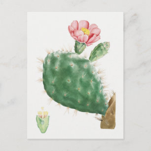 Vintage Botanical Illustration Postcard