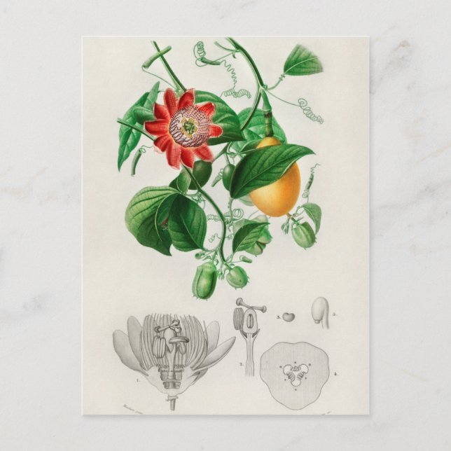 Vintage Botanical Illustration Postcard (Front)