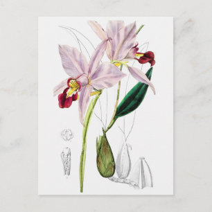 Vintage Botanical Illustration Postcard