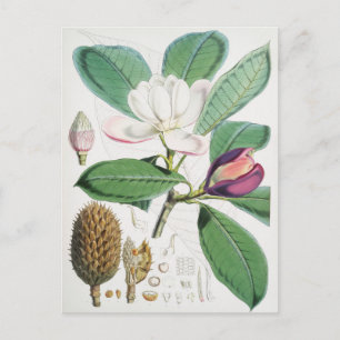 Vintage Botanical Illustration Postcard