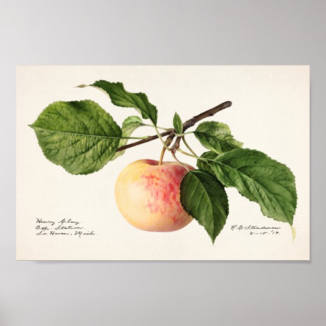 Vintage Botanical Illustration Poster (Front)