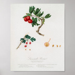 Vintage Botanical Illustration Poster