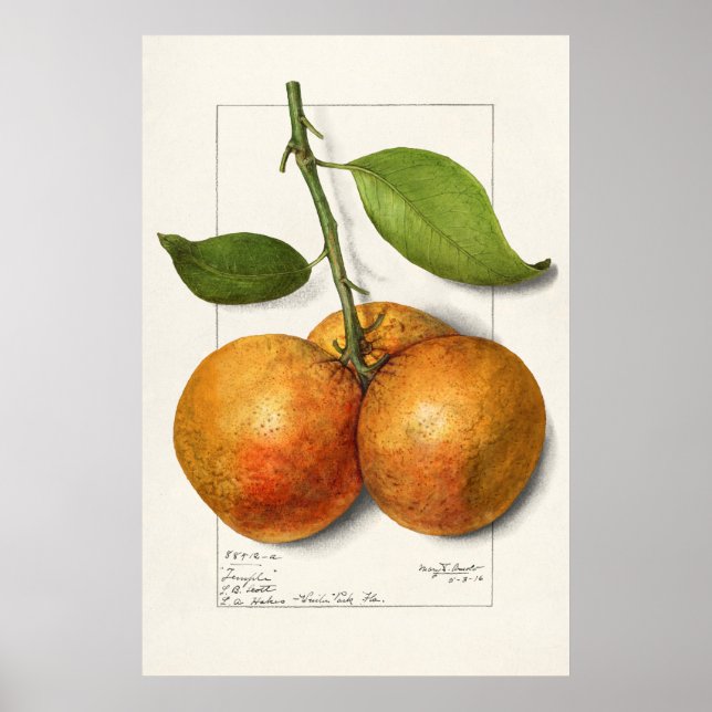 Vintage Botanical Illustration Poster (Front)