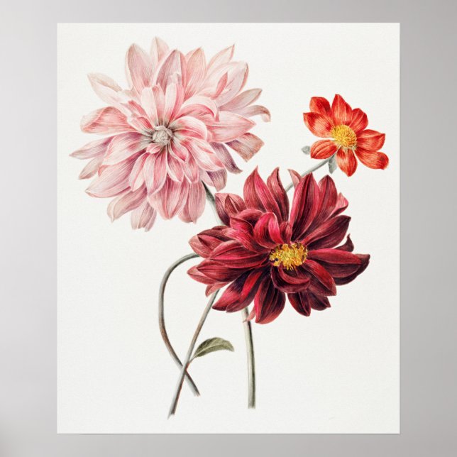 Vintage Botanical Illustration Poster (Front)
