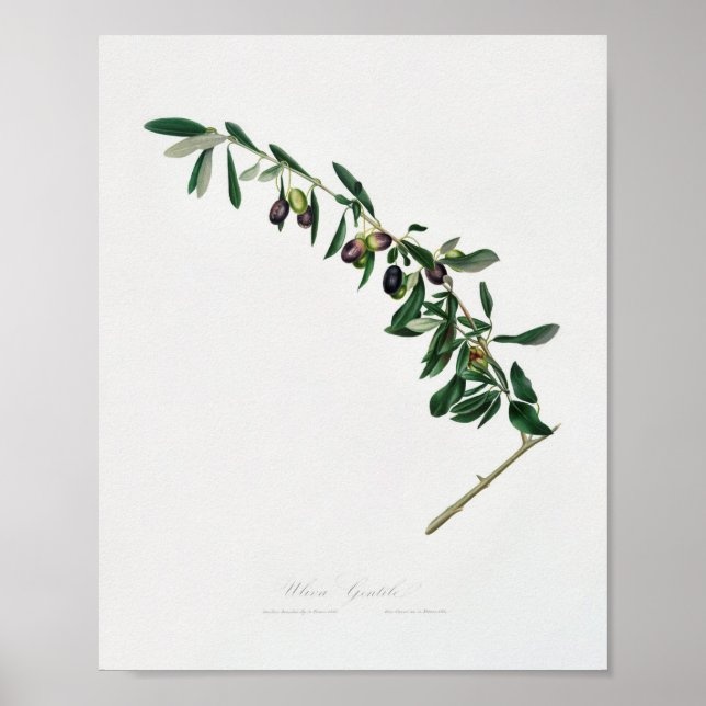 Vintage Botanical Illustration Poster (Front)