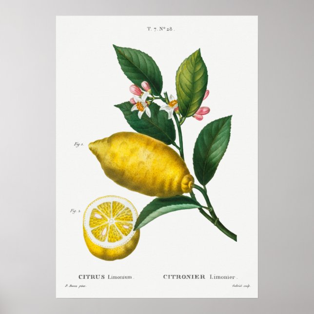 Vintage Botanical Illustration Poster (Front)